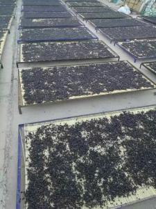 Quality Dried Black Goji Berry wholesale