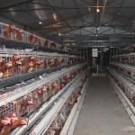 Automatic Poultry Farming Equipment Battery Cage For Laying Hens Battery Cage