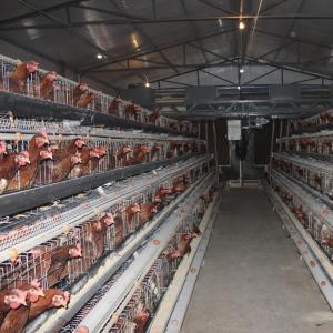 Quality Husbandry Equipment Poultry Battery Cage Layer Chicken Animal A Type Q235 wholesale