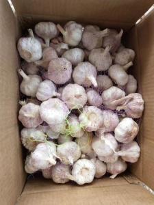 Quality China fresh garlic export to Brazil by loose packing carton box.5.5-6.0cm wholesale