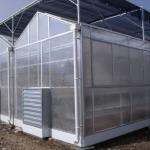 Venlo Type Greenhouse