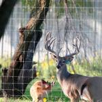Livestock Panels Heat Treated Pressure Treated Wood Type Fence Rails for Farm