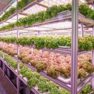 Quality Reefer Container Greenhouse For Leaf Vegetable Smart Container Greenhouse wholesale