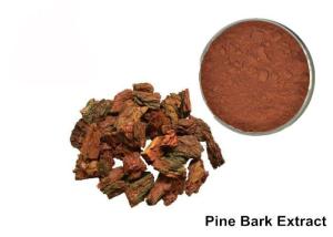 Quality Anti Aging OPC Pine Bark Extract Powder For Cosmetics wholesale