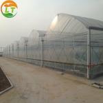 Multi-Span Agricultural Greenhouses Durable and Snow Resistant for LiTai