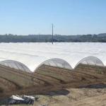 Diffused Plastic Tunnel Greenhouse 150 200 micron Berry Farm Planting Rain
