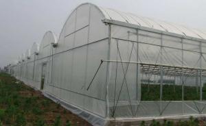Quality 100 Micron PE Film Greenhouse Single Layer Plastic Tunnel Greenhouse wholesale