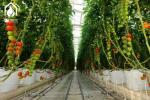 Energy Efficient Tropical Multispan Greenhouse With Temperature And Humidity