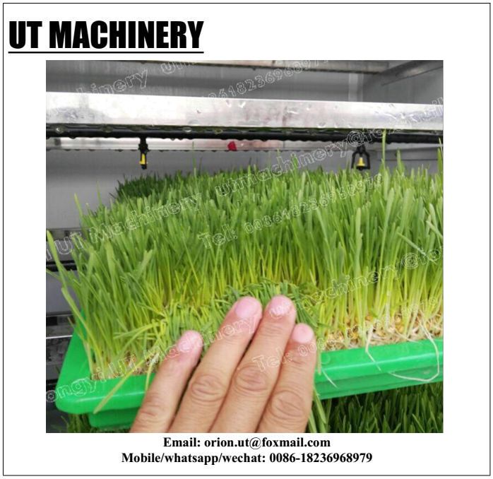 500kg/day Capacity Sprout Production Machines for Fast Manufacturing Plant