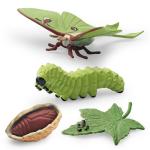Actias Ningpoana Life Cycle Figure Model Toy For Boys Girls Kids