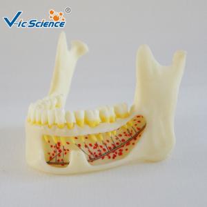 Quality Mandible Hinge Buccal Teeth Models Dental Anatomy For Medical Teaching wholesale