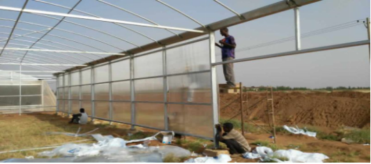 Used Container Tomato Greenhouse PE Material Optional Ventilation System