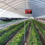 Hydroponics Growing System for Large-Scale Agriculture in Large JX-A004