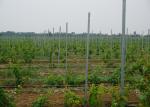 2.4 Meter Steel / Iron Plant Support Posts For Grape Growing 50x30mm Section