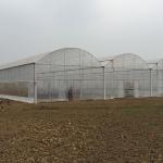 Poly Film Arch Tunnel Agriculture Vegetable Plastic Film Greenhouse Commercial