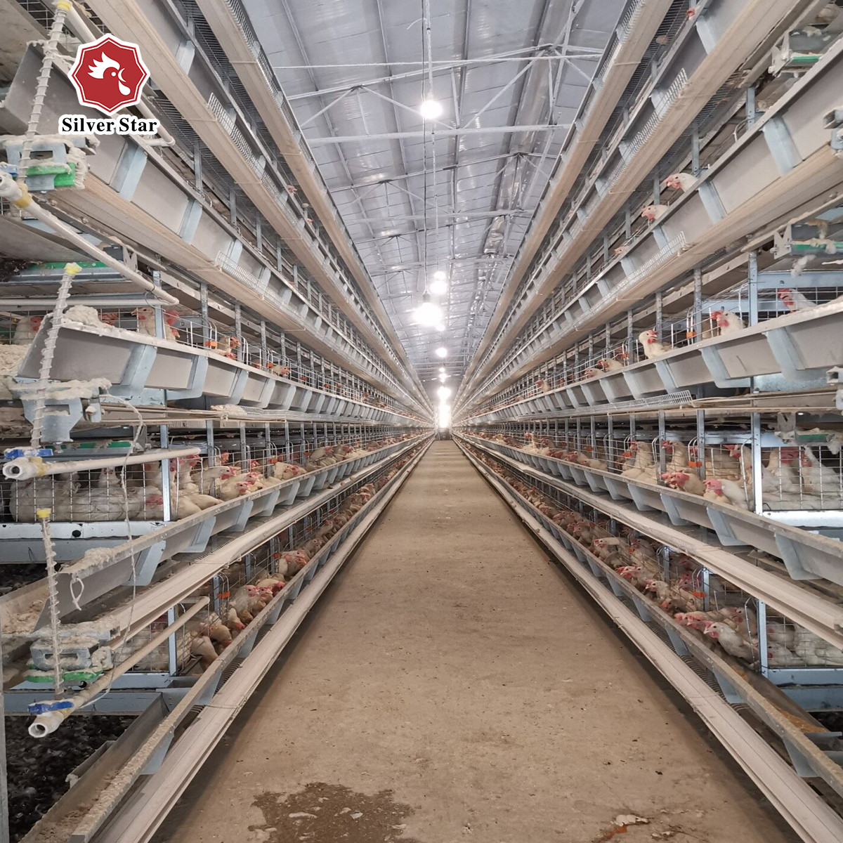 H Type Big Size Automatic Egg Layer Chicken Cage Hot Dip Galvanized Material