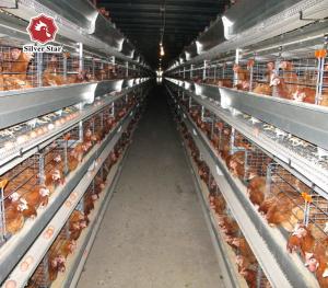 Quality Poultry Battery Layer Chicken Cage Hopper Feeding wholesale