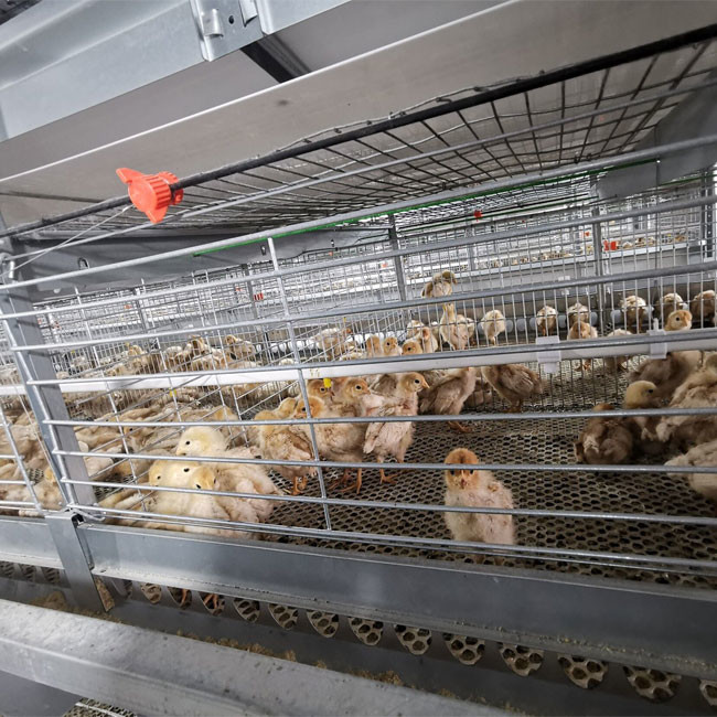 Automatic Battery Broiler Chicken Cage For Chicken Farm