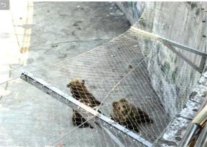 Quality Zoo Animal Aviary Wire Netting Stainless Steel Wire Rope Mesh wholesale