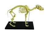 Medical Life Size Plastic Human Skeleton , Human Torso Cat Dog Skeleton