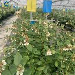 Professional Structure Agricultural Blueberry Greenhouse Customizable