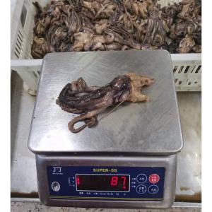 Quality BQF Frozen Giant Squid Head Squid Tentacles NW 60 - 120g wholesale