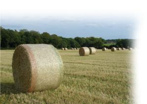 Quality Hdpe Bale Net Wrap wholesale