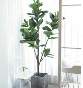 Quality ODM 200cm Height Artificial Potted Floor Plants Fiddle Ficus wholesale