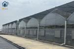 Transparent Multi Span Plastic Greenhouse For Maximum Crop Yield