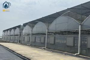 Quality Transparent Multi Span Plastic Greenhouse For Maximum Crop Yield wholesale