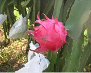 Quality Dragon fruit protective paper bag with different size factory price wholesale