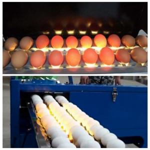 Quality Electric Egg Stamping Machine 600 DPI High Resolution With 1 - 4 Printing Lines wholesale