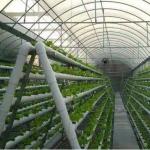 Customized Soilless Culture Solutions for Glass Greenhouse Department Cover