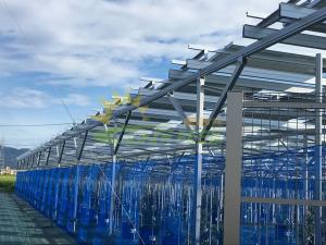 Quality 6000mm Agricultural Greenhouses Photovoltaic Mounting System Farm Shed wholesale