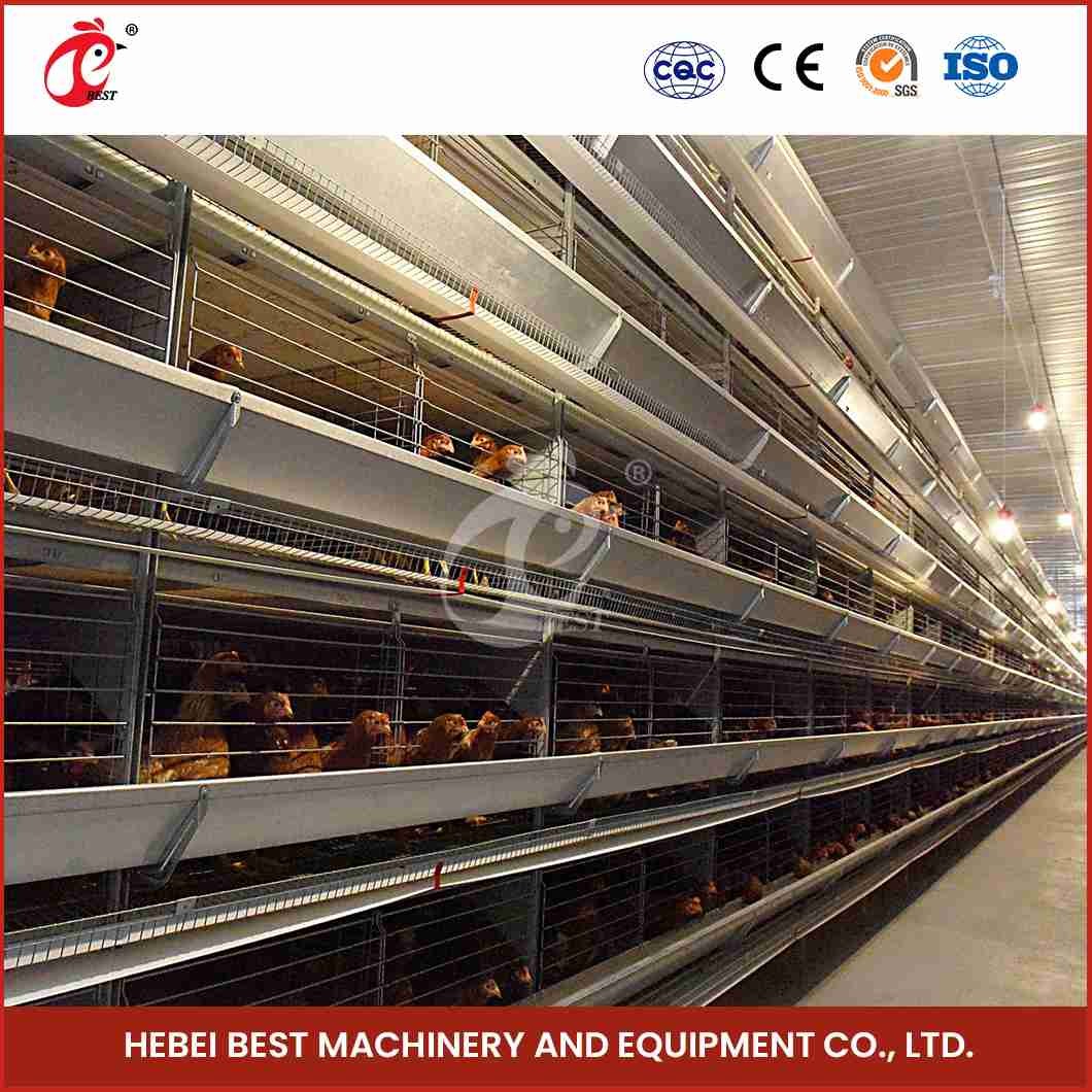 Turnkey Project H Type Automated Layer Cages Equipment For 50000 Birds Farm Star