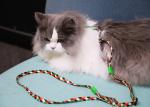 Small Cat Walking Harness And Leash Travel Use