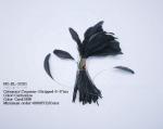 Dyed Pattern Party Decoration Stripped Rooster Coque Feather 12-14inch / 14
