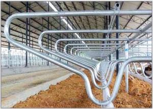 Quality Livestock Equipment Cow Free Stall With 80µm Galvanizing Layer , Customized wholesale
