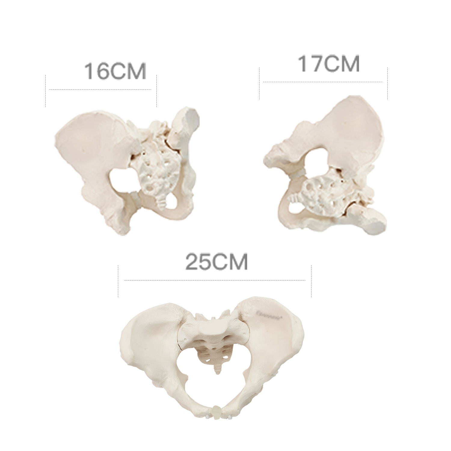 Eco-friendly PVC 1:1 Life Size Medical Education Artistic Creation Design Ergonomics Physical Education Female Pelvic Model