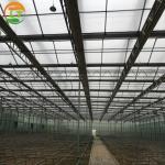 Steel Frame Solar Agricultural Greenhouses for Adjustable Vegetable and Fruit