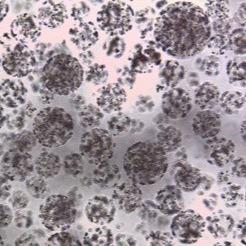 Quality Protein Purification Magnetic Agarose Beads 10 - 30 μm 20% Volume Ratio 50 mL wholesale