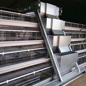 Quality 160 Birds Q235 Cage Automatic Poultry Feeding System 4 Layers wholesale