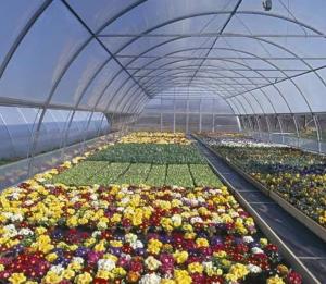 Quality Anti-Drip Fogging Film Greenhouse for Flowers Temporary Heating Method Included wholesale