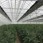 Agricultural Commercial Grass Greenhouse with Electrical or Water Heating System