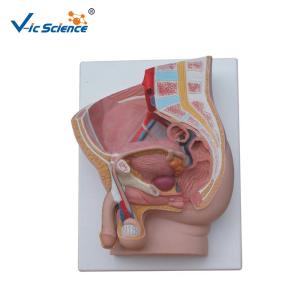 Quality 37cm Hospital Teaching 2 Parts PVC Anatomical Pelvis Model wholesale