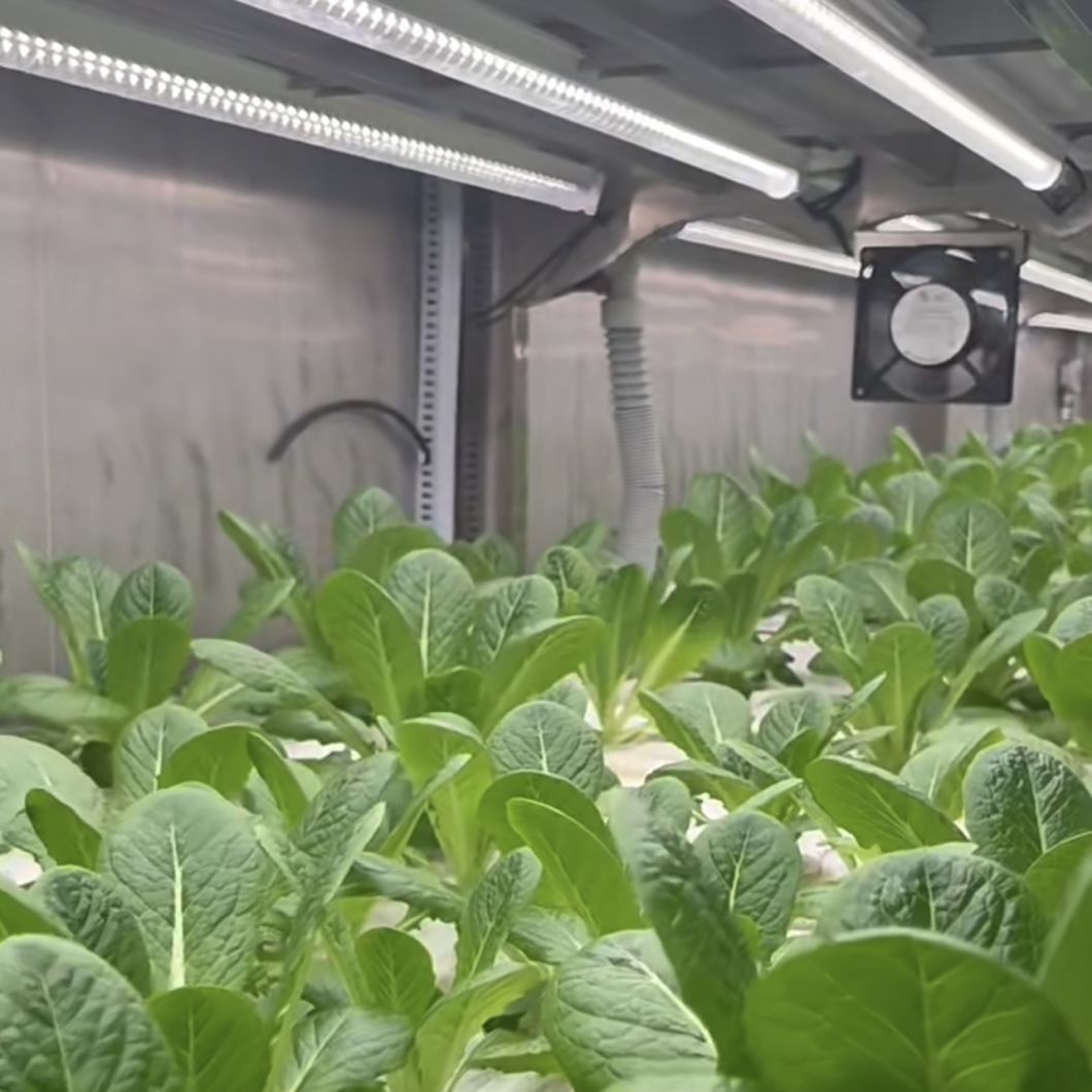 Shipping Container Greenhouse for Vegetables