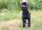 Christmas female deer pedal Gema price / Child birthday / selling non-electric
