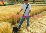 Small Multi-Purpose Lawn Sugarcane Harvester,