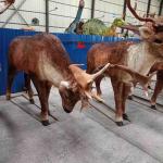 Outdoor Waterproof Life Size Elk Statue Adult Age With Realistic Sound