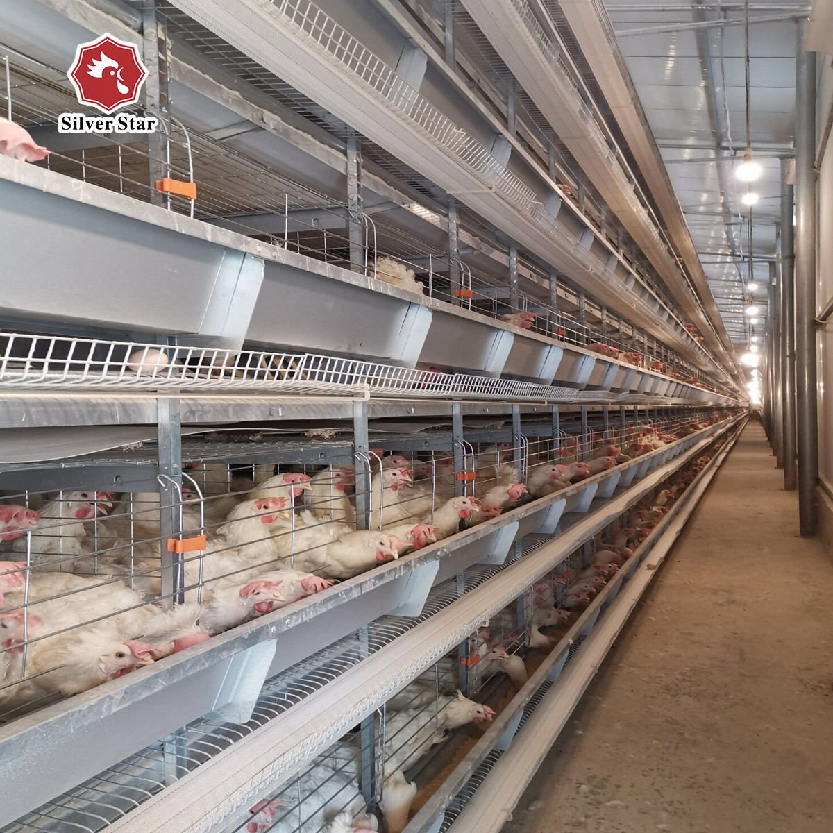 Hot Galvanized Layer Battery Chicken Cage For Farm 72 Birds / Set